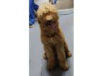 Adopt 24-08-2568 Carl a Standard Poodle