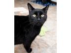Adopt Blue a Domestic Short Hair
