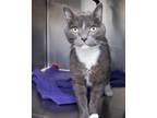 Adopt Panini a Domestic Short Hair
