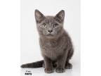 Adopt Pinto a Domestic Short Hair