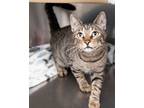 Adopt Snooky a Domestic Short Hair