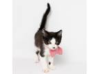 Adopt Bones a Domestic Short Hair