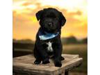 Adopt Pluto a Cardigan Welsh Corgi, Mixed Breed