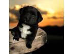 Adopt Venus a Cardigan Welsh Corgi, Mixed Breed