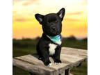 Adopt Neptune a Cardigan Welsh Corgi, Mixed Breed