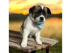 Adopt Saturn a Cardigan Welsh Corgi, Mixed Breed