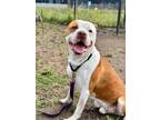 Adopt Lionel a Pit Bull Terrier, Mixed Breed