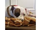 Adopt Bucky a Pit Bull Terrier, Mixed Breed