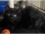 Adopt Sydney a Domestic Medium Hair, Domestic Short Hair