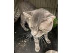 Adopt Greedy a Domestic Short Hair