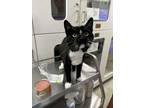 Adopt James a Domestic Short Hair