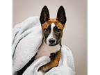 Adopt Mario a German Shepherd Dog, Siberian Husky