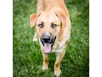 Adopt Liam a Anatolian Shepherd, Mixed Breed
