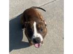 Adopt Charlie a Pit Bull Terrier