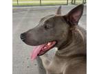 Adopt Blue a Bull Terrier