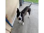 Adopt Linguine a Pit Bull Terrier