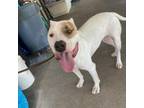 Adopt Rango a Pit Bull Terrier, Mixed Breed