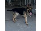 Adopt Captain a German Shepherd Dog