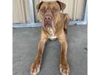 Adopt Buster a Mixed Breed