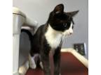Adopt Adrian a Domestic Short Hair