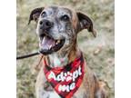 Adopt George a Boxer, Mixed Breed