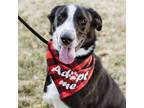 Adopt Chimi a Border Collie, Great Pyrenees