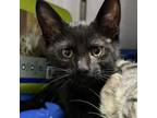 Adopt Crane a Domestic Short Hair