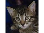 Adopt Stork a Domestic Short Hair