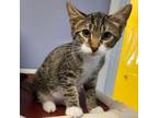 Adopt Bumble a Domestic Short Hair