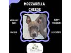Adopt Mozzarella Cheese a Pit Bull Terrier