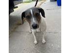 Adopt Jake a Jack Russell Terrier, Chinese Crested Dog