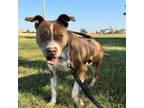 Adopt McGraw a Pit Bull Terrier, Mixed Breed