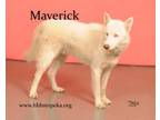 Adopt Maverick a Siberian Husky