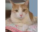 Adopt Gizmo a Manx