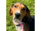 Adopt Blake a Treeing Walker Coonhound, Mixed Breed