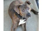Adopt Benny a Pit Bull Terrier, Mixed Breed