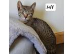 Adopt Jeff a Domestic Short Hair
