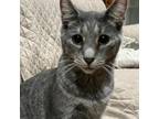 Adopt Smokey a Domestic Short Hair