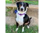 Adopt Tank a Great Pyrenees