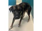 Adopt 79992 a German Shepherd Dog, Mixed Breed