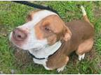 Adopt 79994 a Pit Bull Terrier