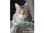 Adopt Mahito Maki a Domestic Short Hair