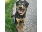 Adopt Chuck a Australian Shepherd, Mixed Breed