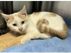 Adopt Trapper a Domestic Short Hair