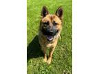 Adopt McCollum a German Shepherd Dog, Akita