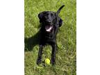 Adopt Diesel a Labrador Retriever