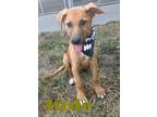 Adopt Jude 1214050 a Shepherd, Mixed Breed