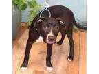 Adopt Augustus a Pit Bull Terrier
