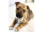 Adopt Wilbur a Australian Shepherd, Mixed Breed