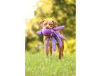 Adopt Torch a American Staffordshire Terrier